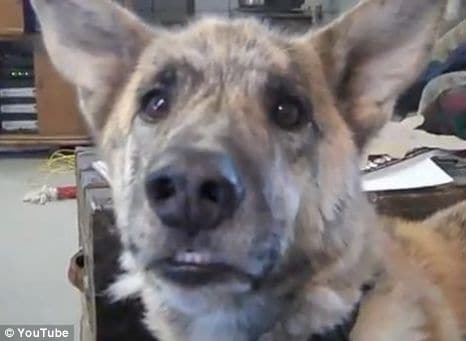 My Favourite Funny Dog Video